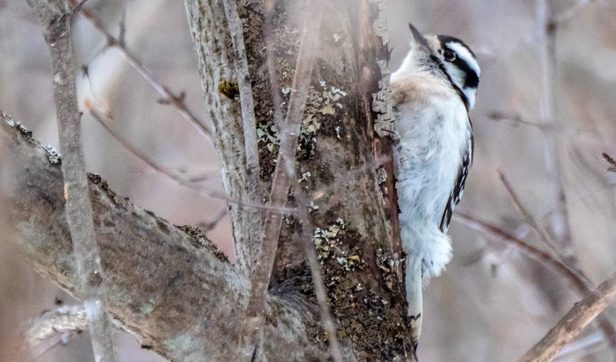 Downy Woodpecker - Matt M.