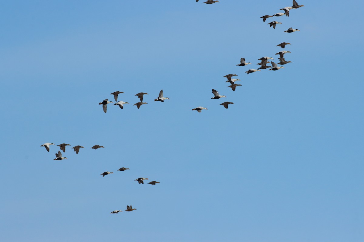 Common Eider (Pacific) - ML547417151