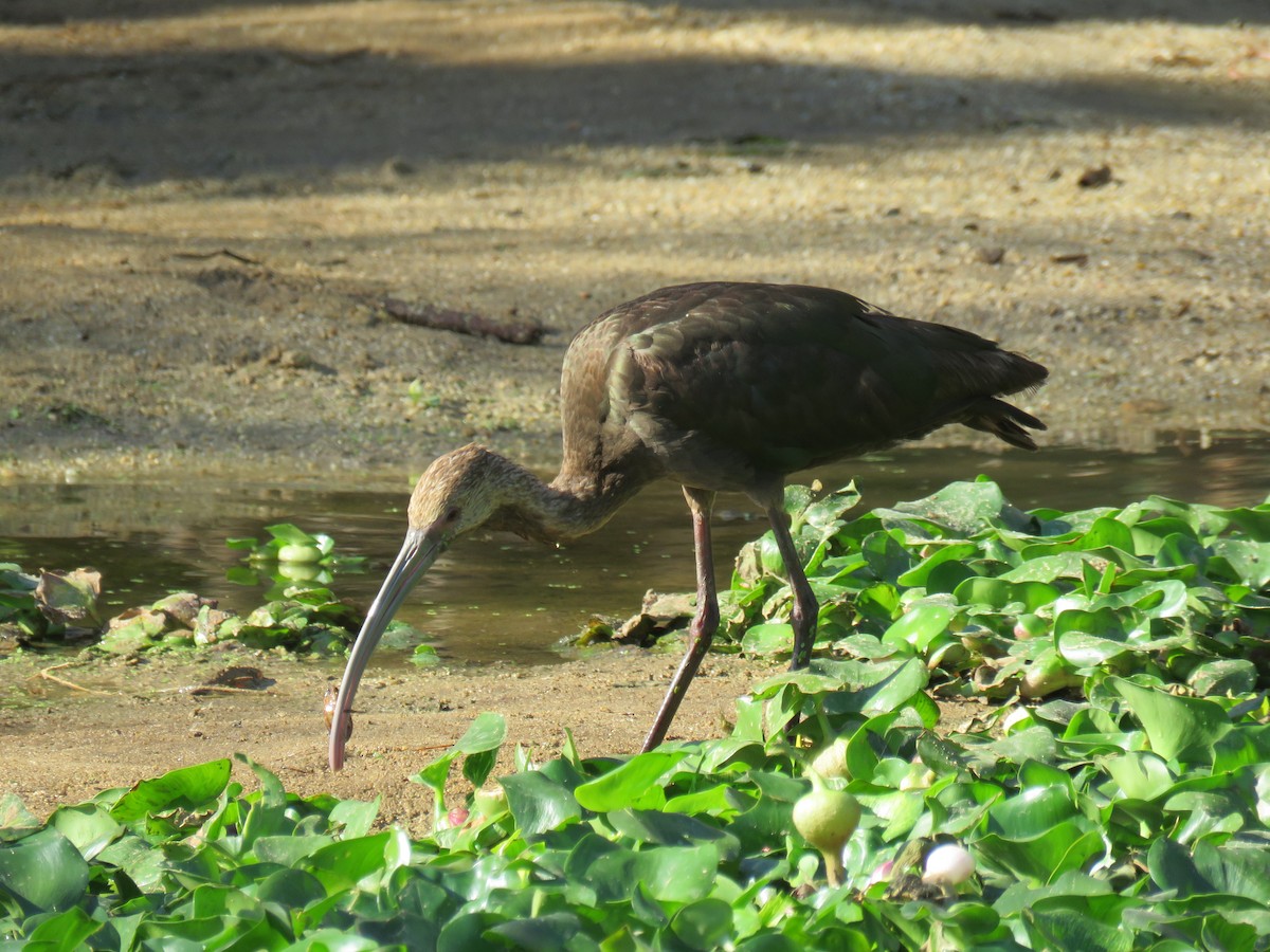 ibis americký - ML547417581
