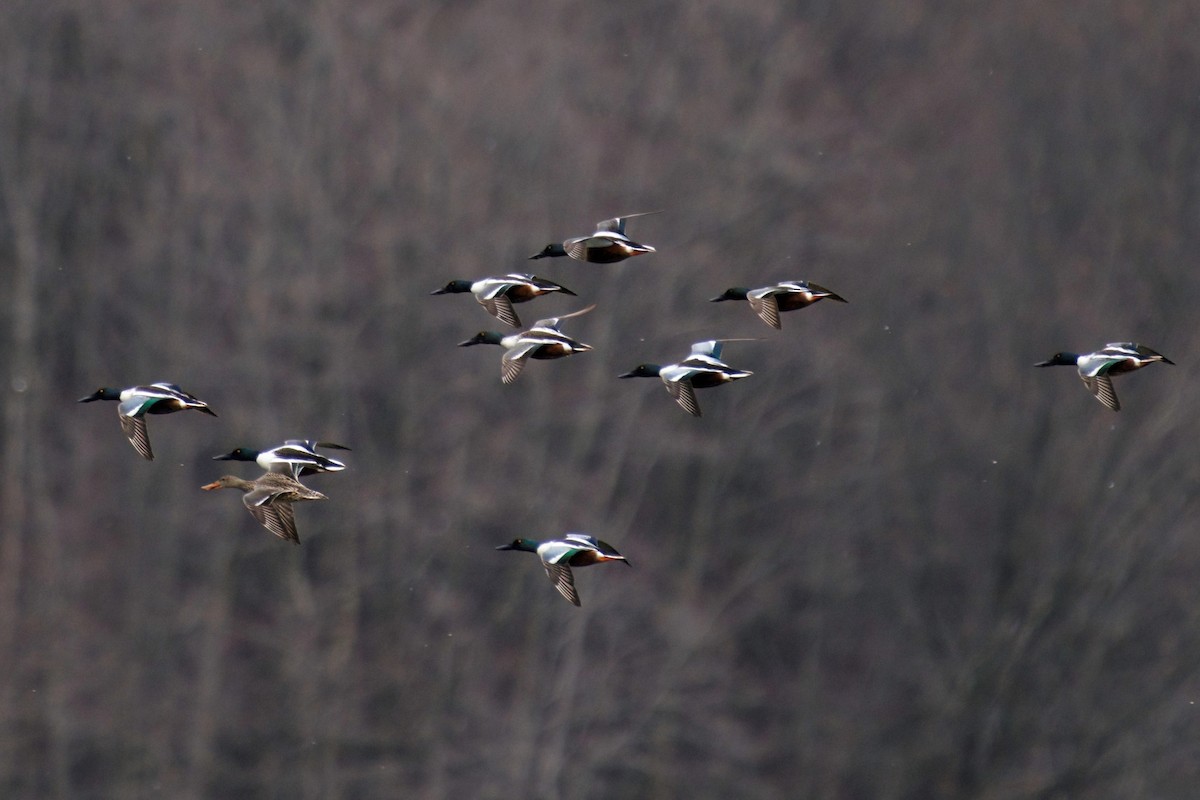 Northern Shoveler - ML547418831