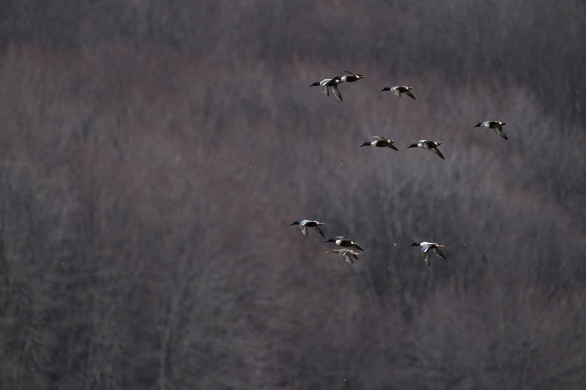 Northern Shoveler - ML547418851