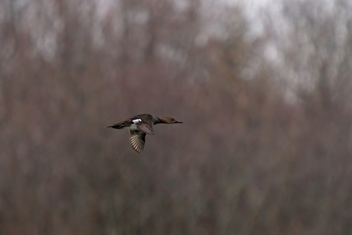 Hooded Merganser - Martin  Carlin