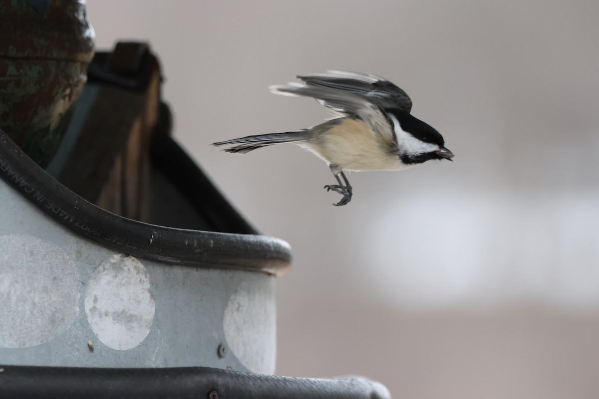 Black-capped Chickadee - ML547420411