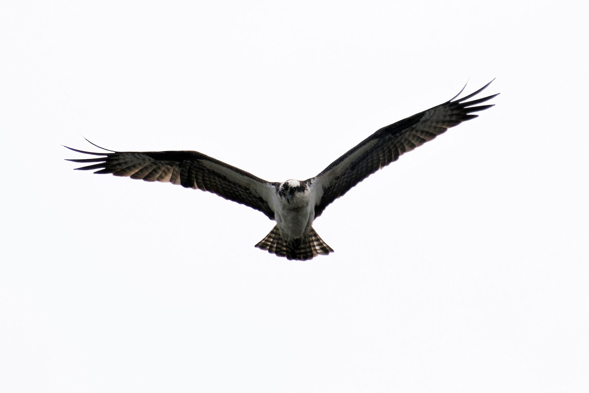 Osprey - Martin  Carlin