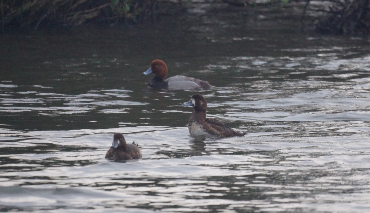 Greater Scaup - ML547420811