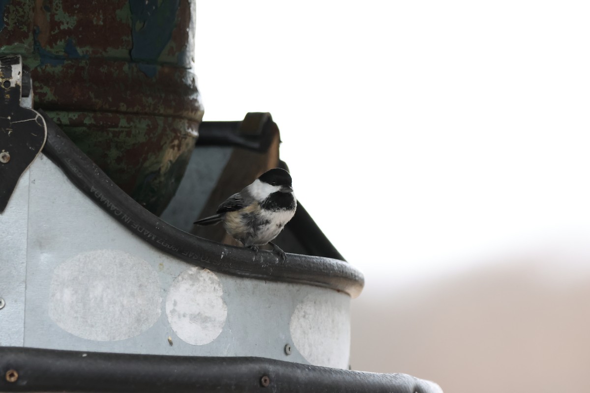 Black-capped Chickadee - ML547420911