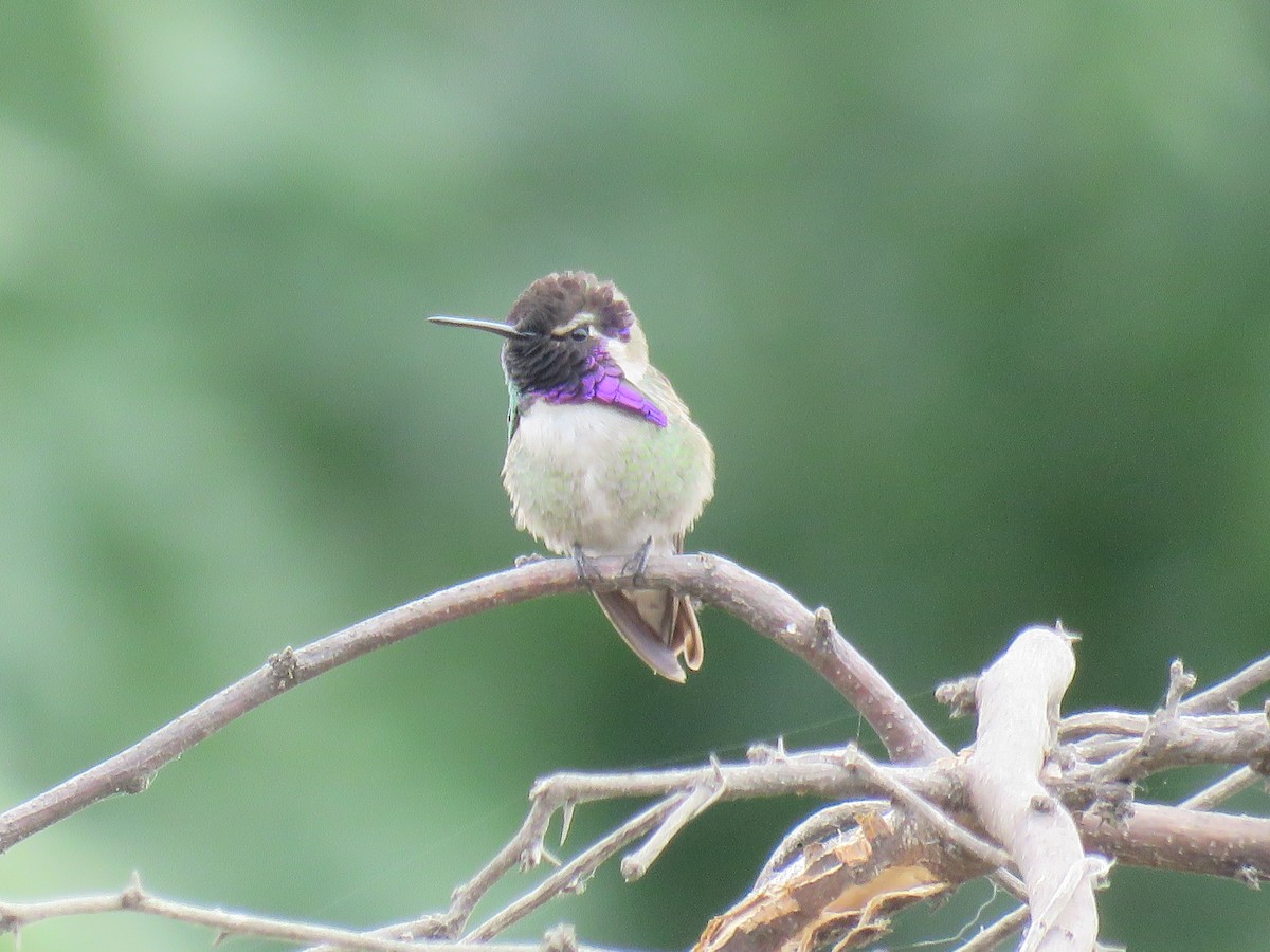 Costa's Hummingbird - Edward McKen