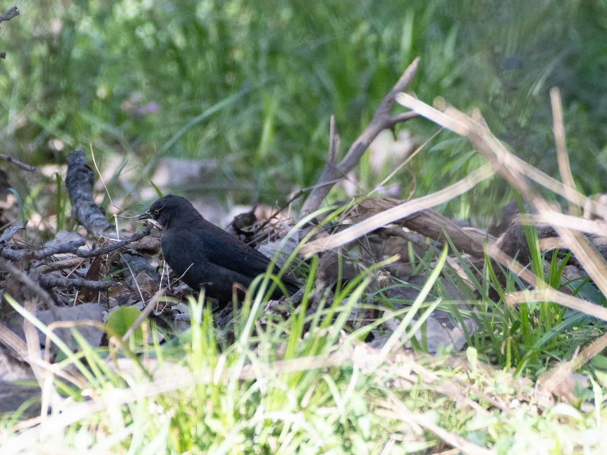 Rusty Blackbird - ML547422071