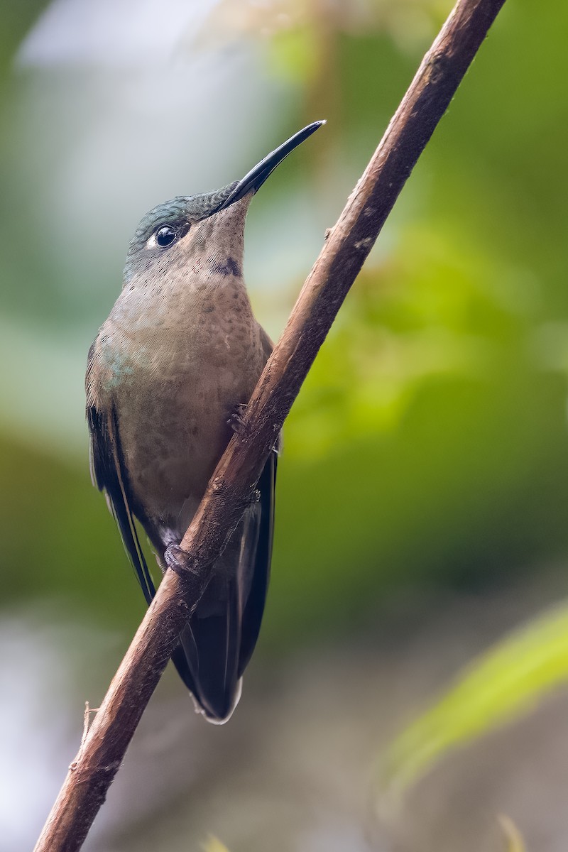 kolibřík hnědobřichý - ML547422331