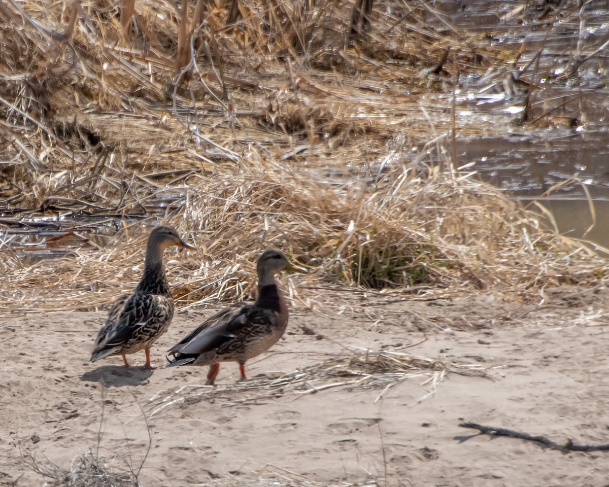 Mallard x Mexican Duck (hybrid) - ML547422401