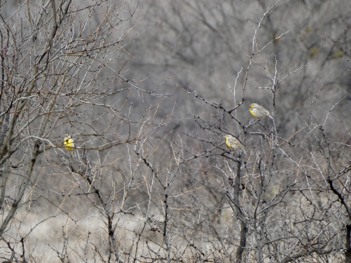 Sturnelle de l'Ouest - ML547422711