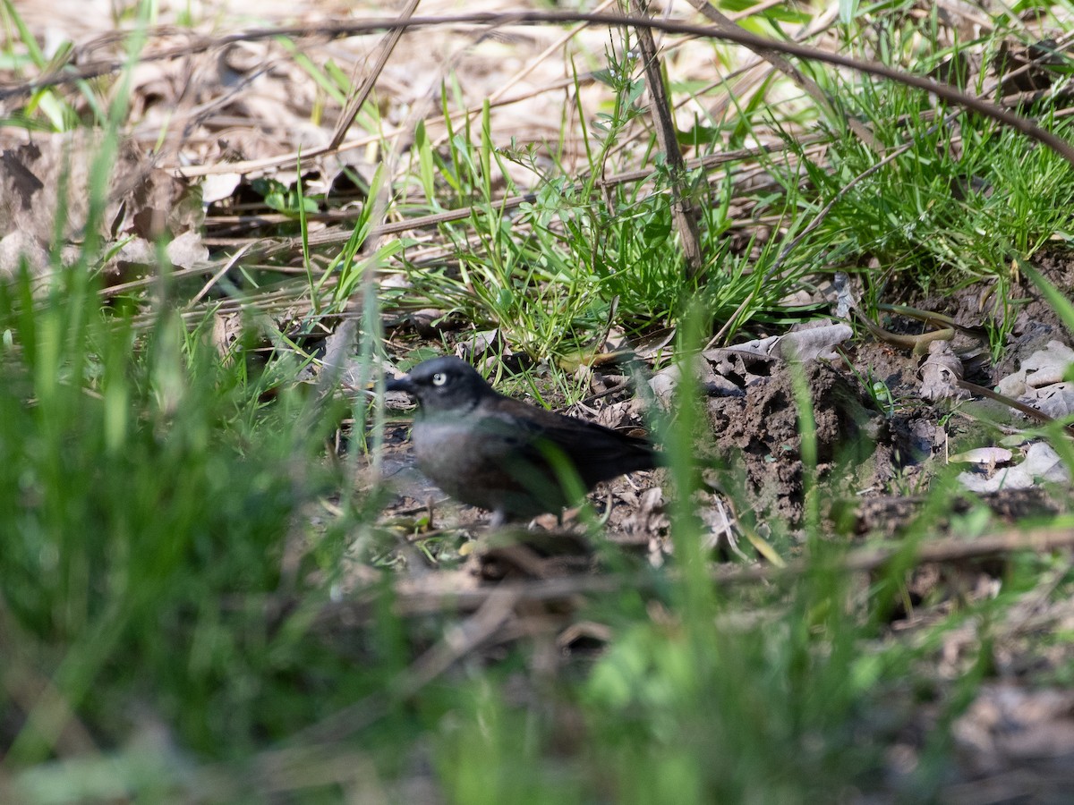 Rusty Blackbird - ML547422901