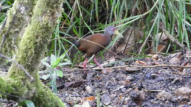 Brown Wood-Rail - ML547422971