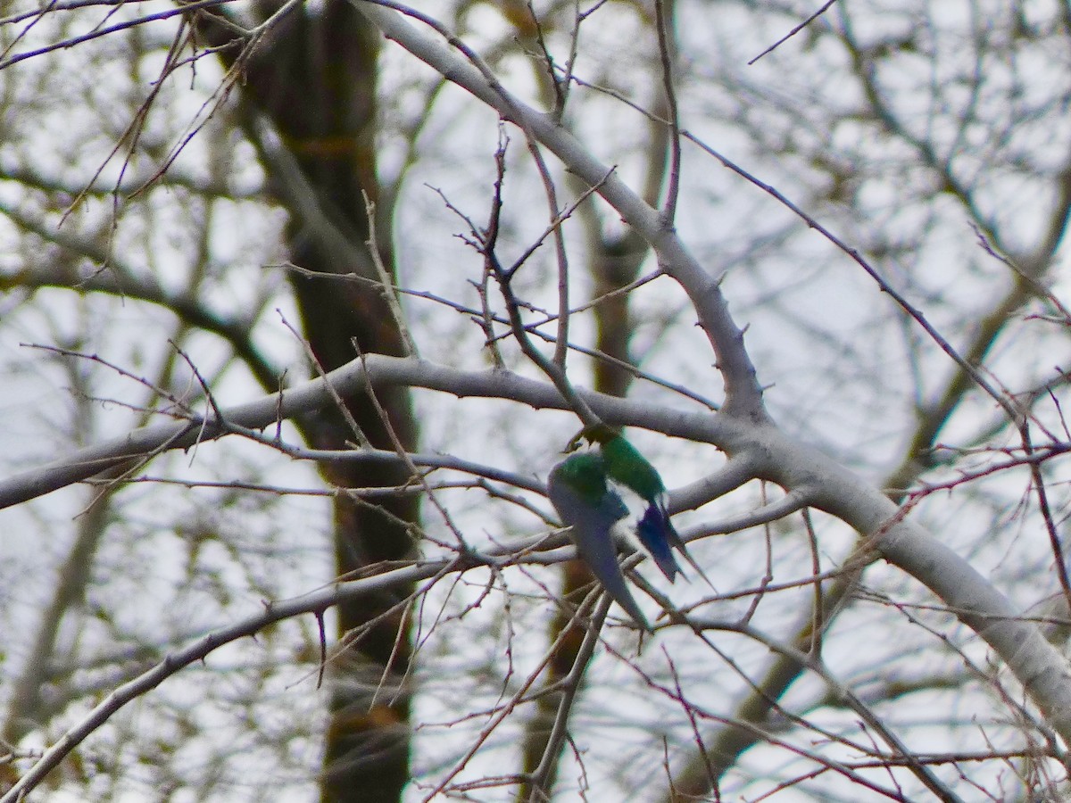 Hirondelle à face blanche - ML547423231