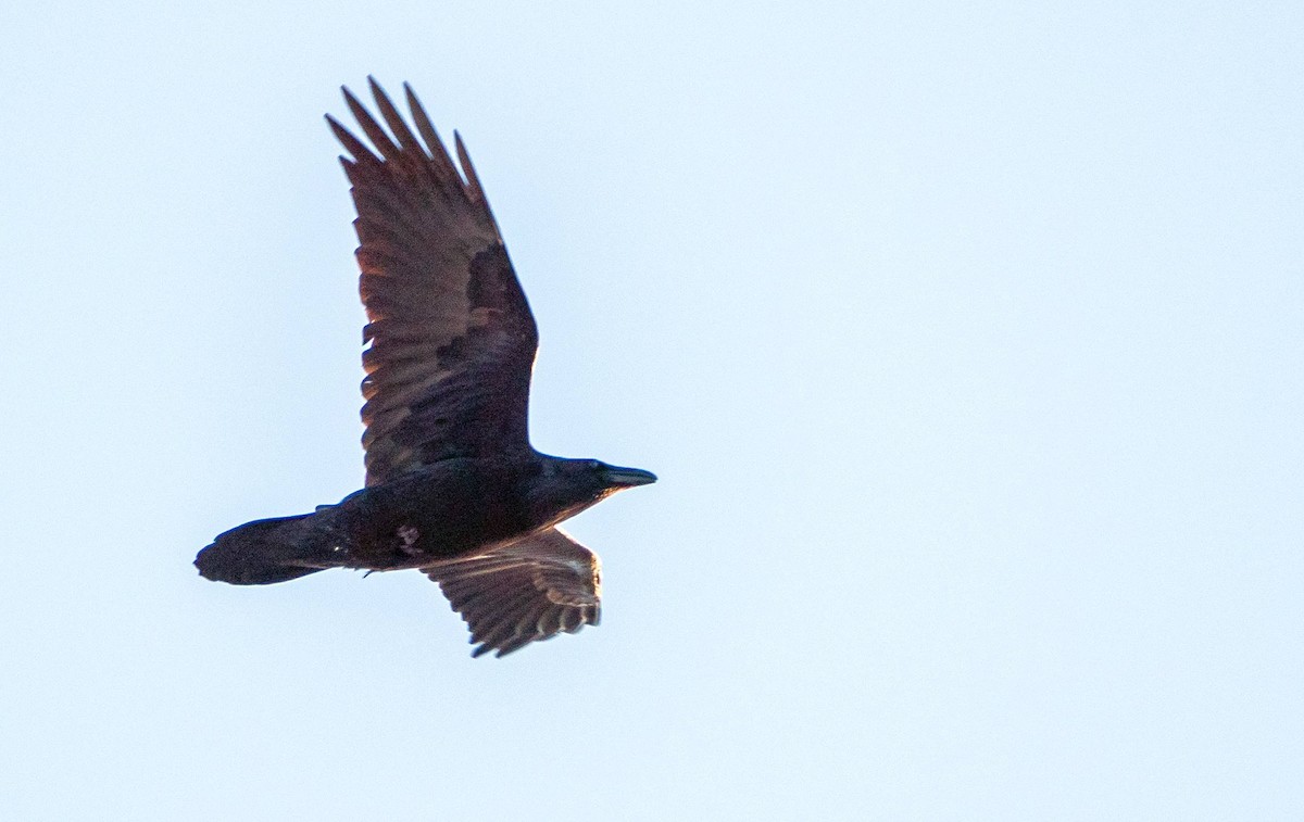 Common Raven - ML547424021