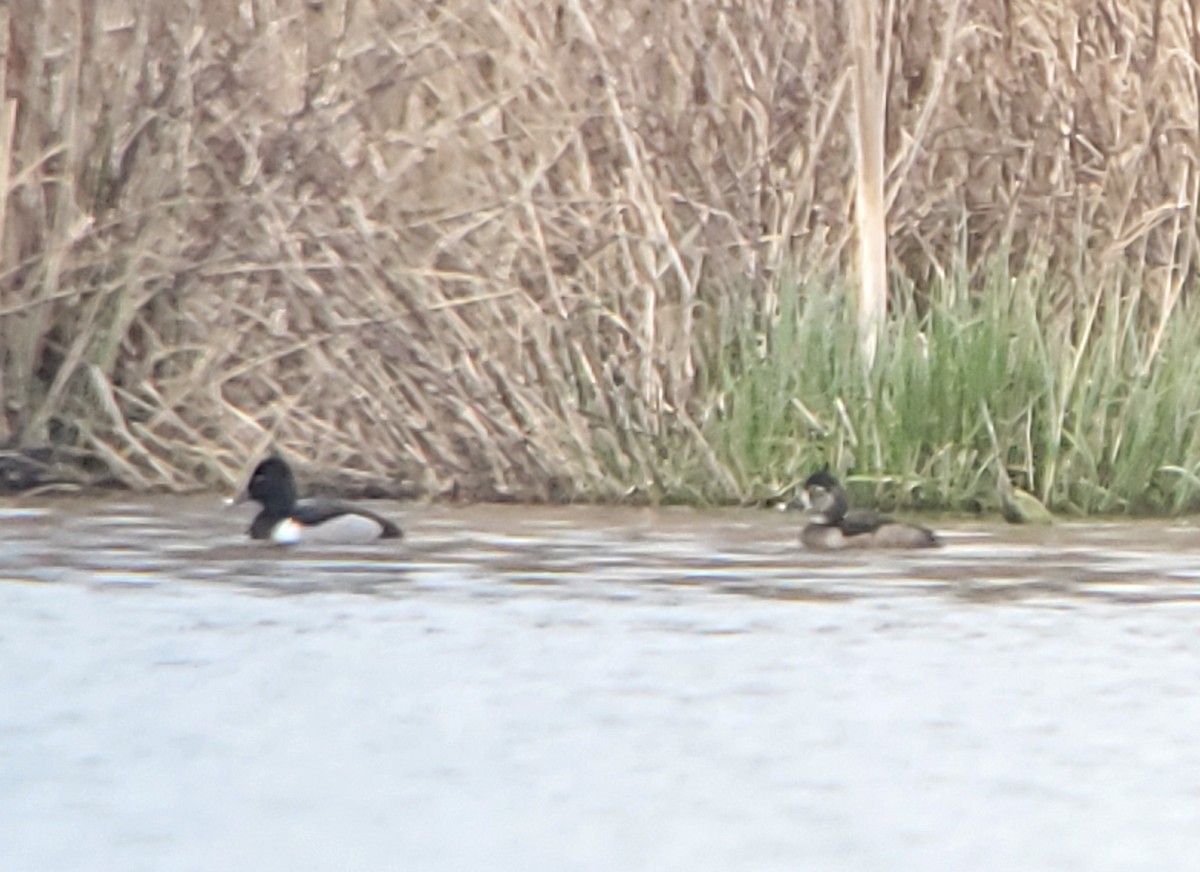 Ring-necked Duck - ML547424111