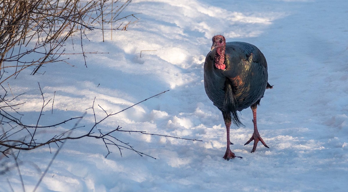 Wild Turkey - ML547424221