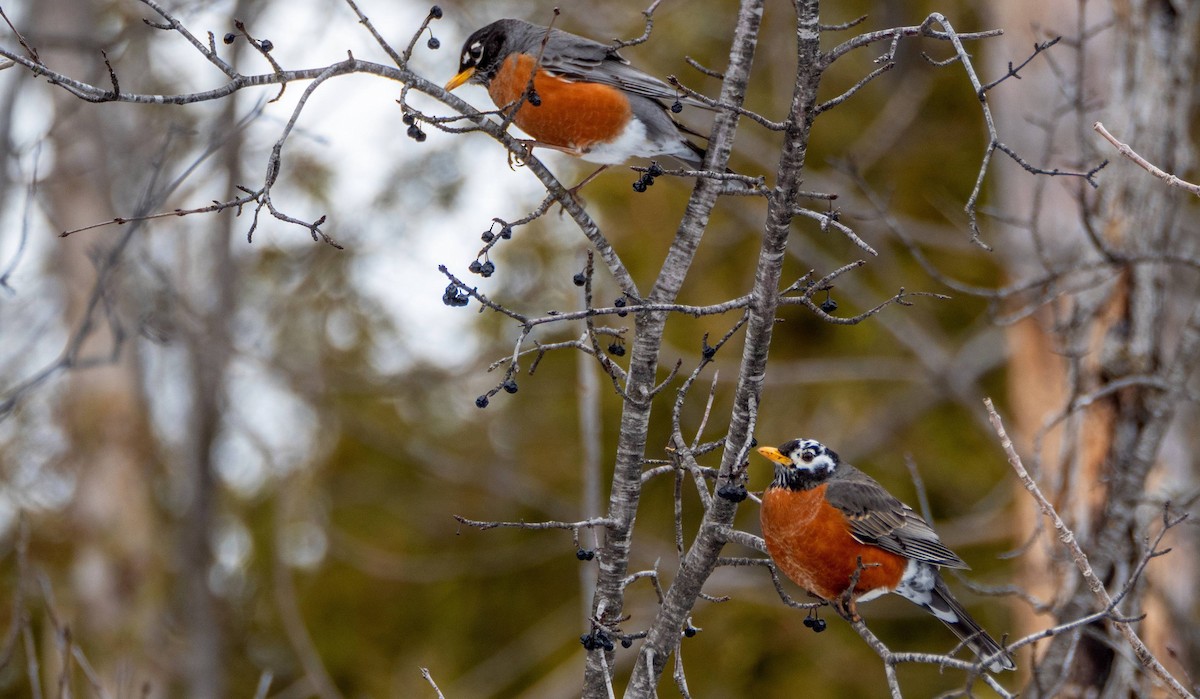 American Robin - ML547426221