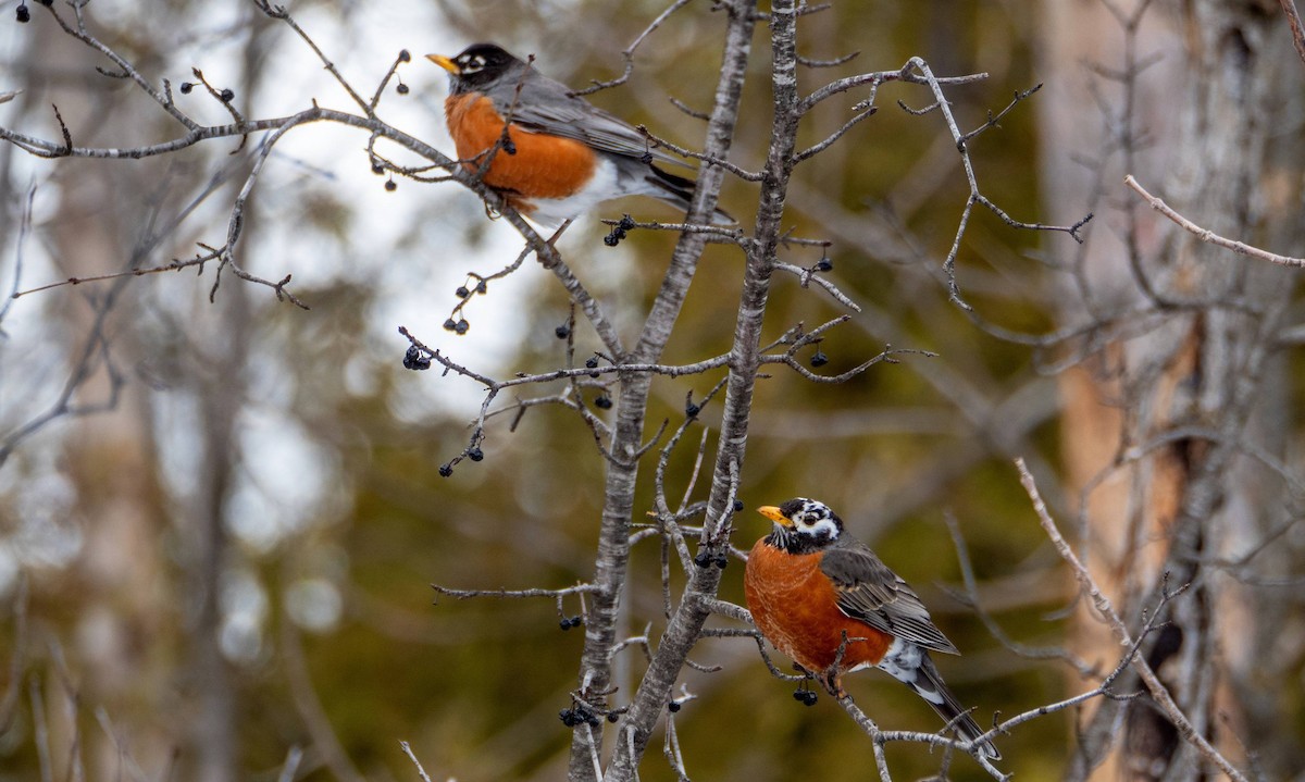 American Robin - ML547426251