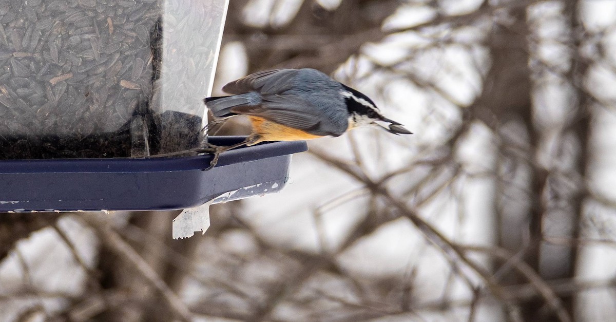 Red-breasted Nuthatch - ML547426481