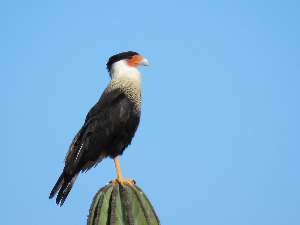 Crested Caracara - ML547426581