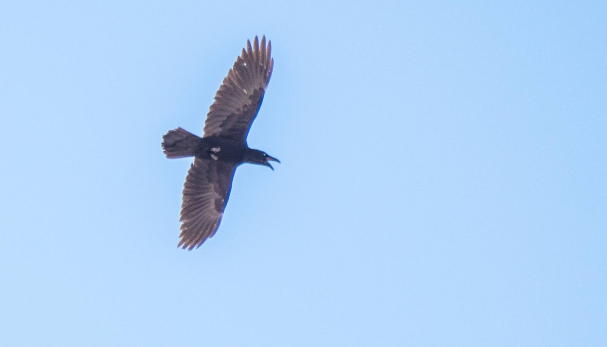 Common Raven - ML547426791