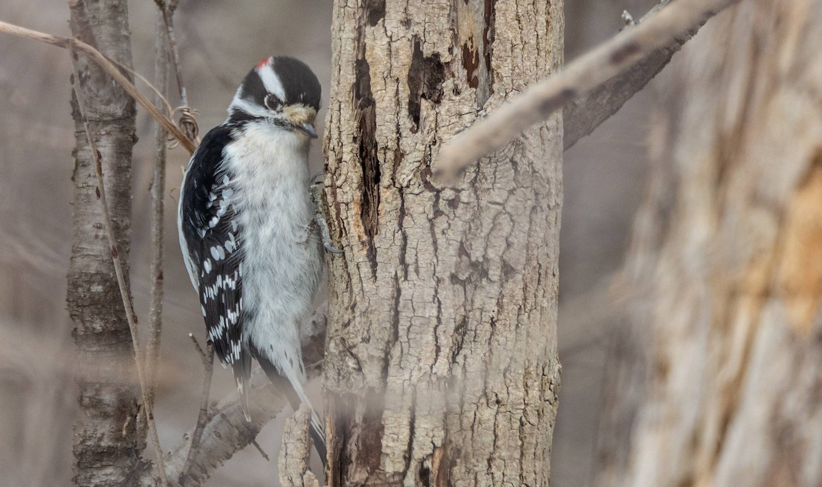 Downy Woodpecker - ML547427101