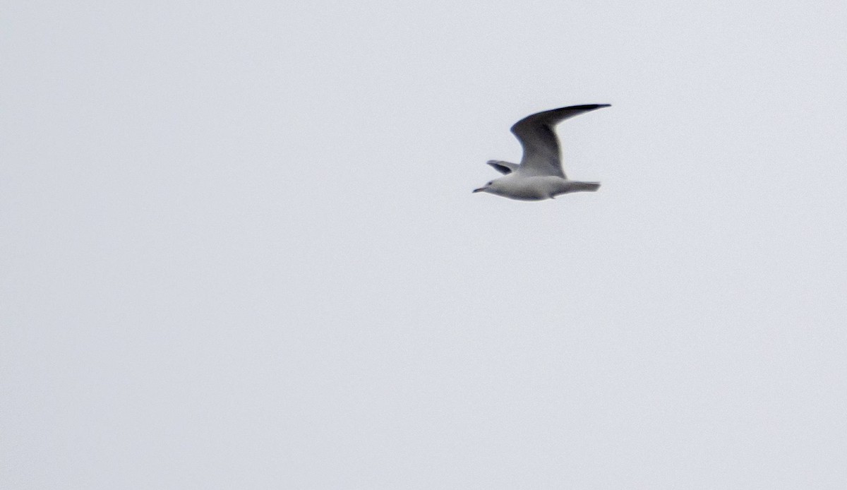 Ring-billed Gull - ML547427231