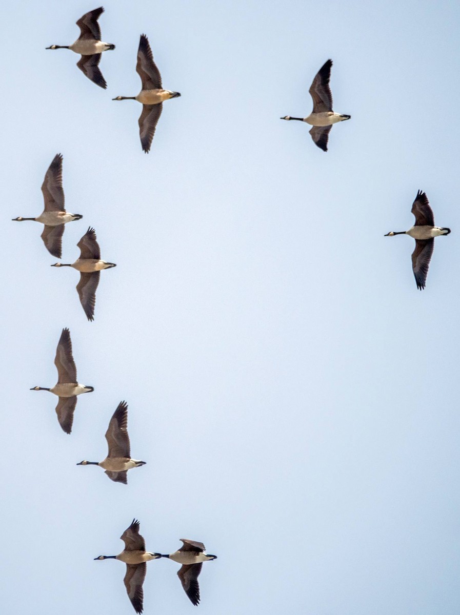 Canada Goose - ML547427431