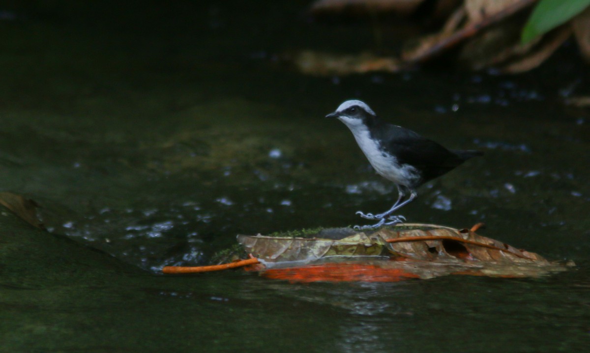 White-capped Dipper - ML547427691