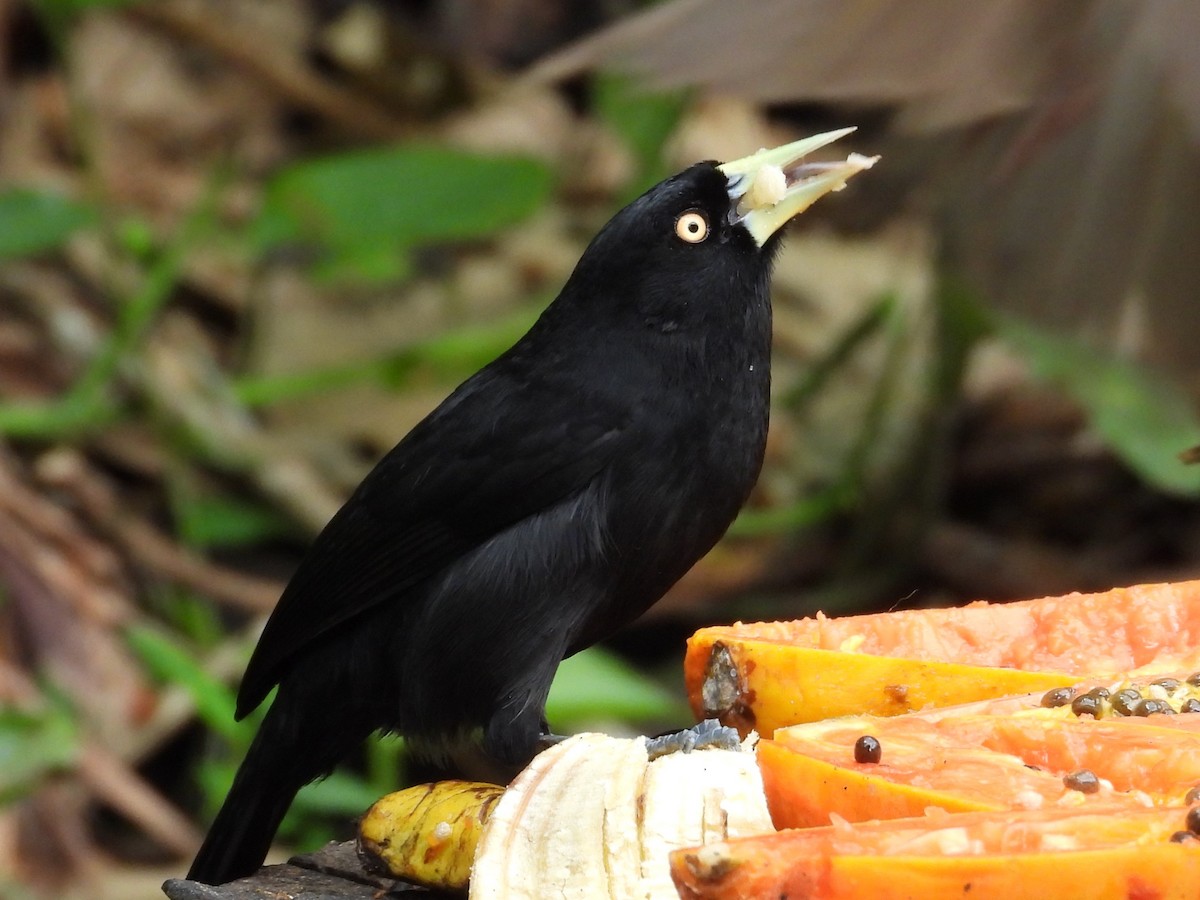 Yellow-billed Cacique - ML547427731