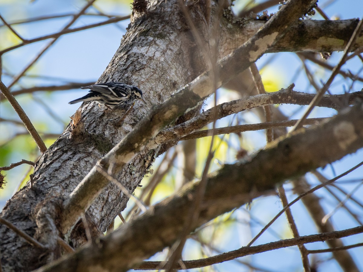 Black-and-white Warbler - ML547428701