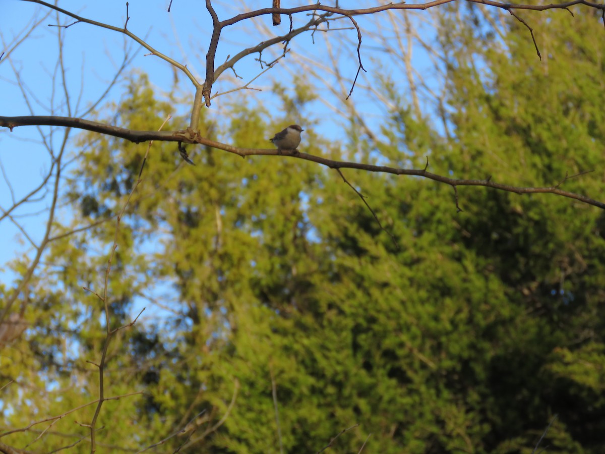 Brown-headed Nuthatch - ML547430721