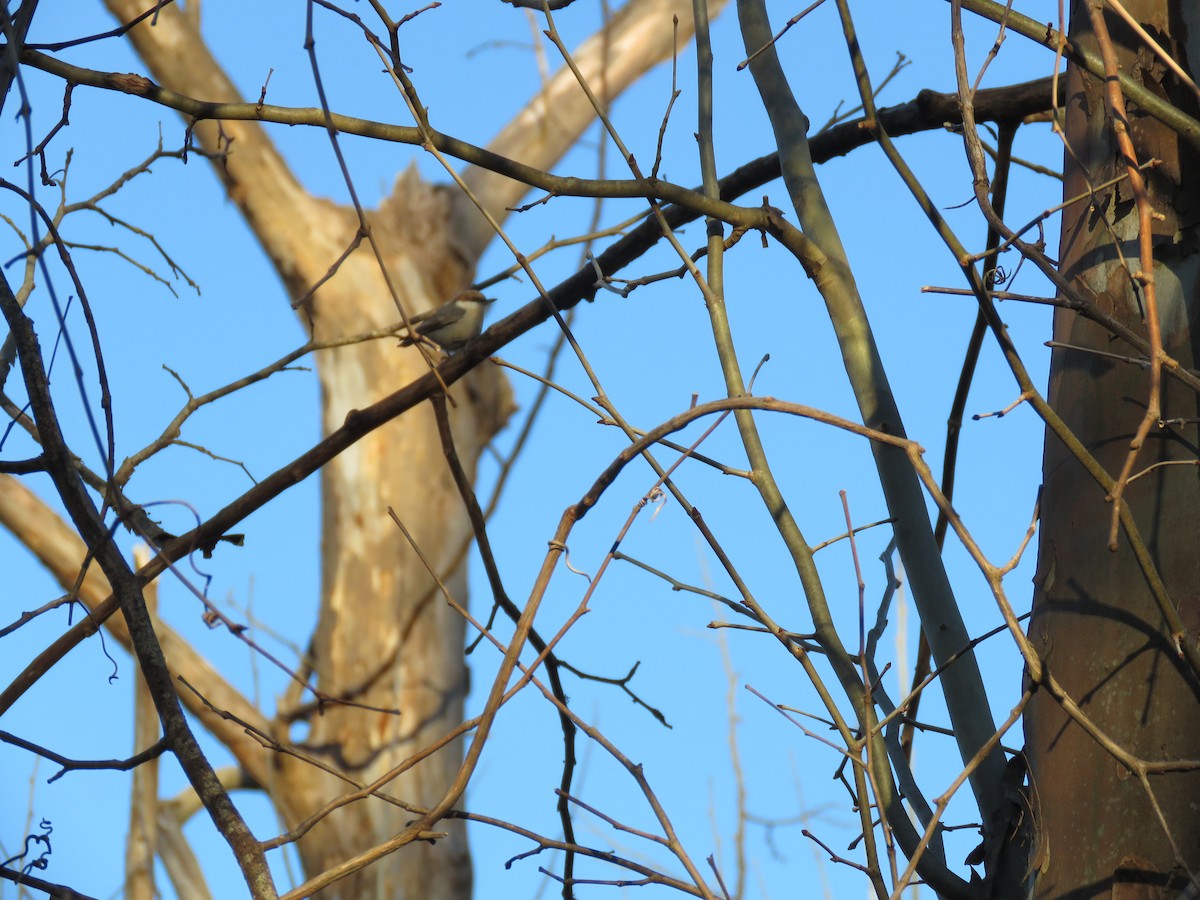 Brown-headed Nuthatch - ML547430731