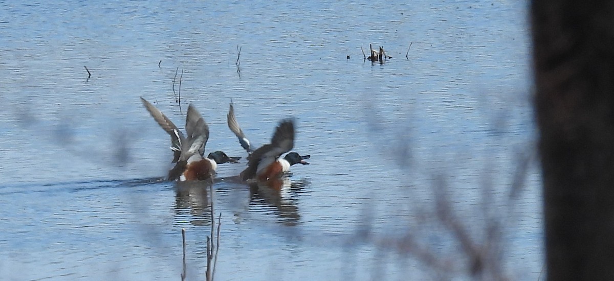 Northern Shoveler - ML547430961