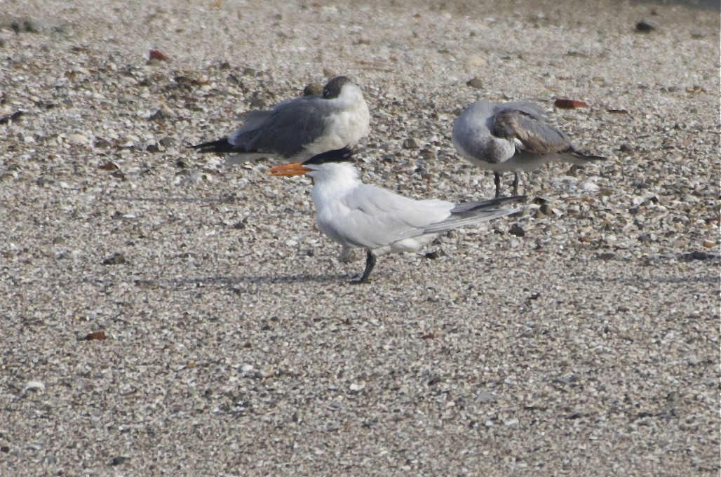 Royal Tern - ML54743131