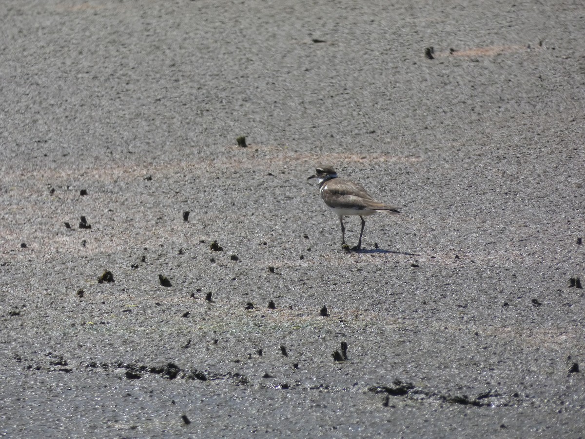 Semipalmated Plover - ML547431771