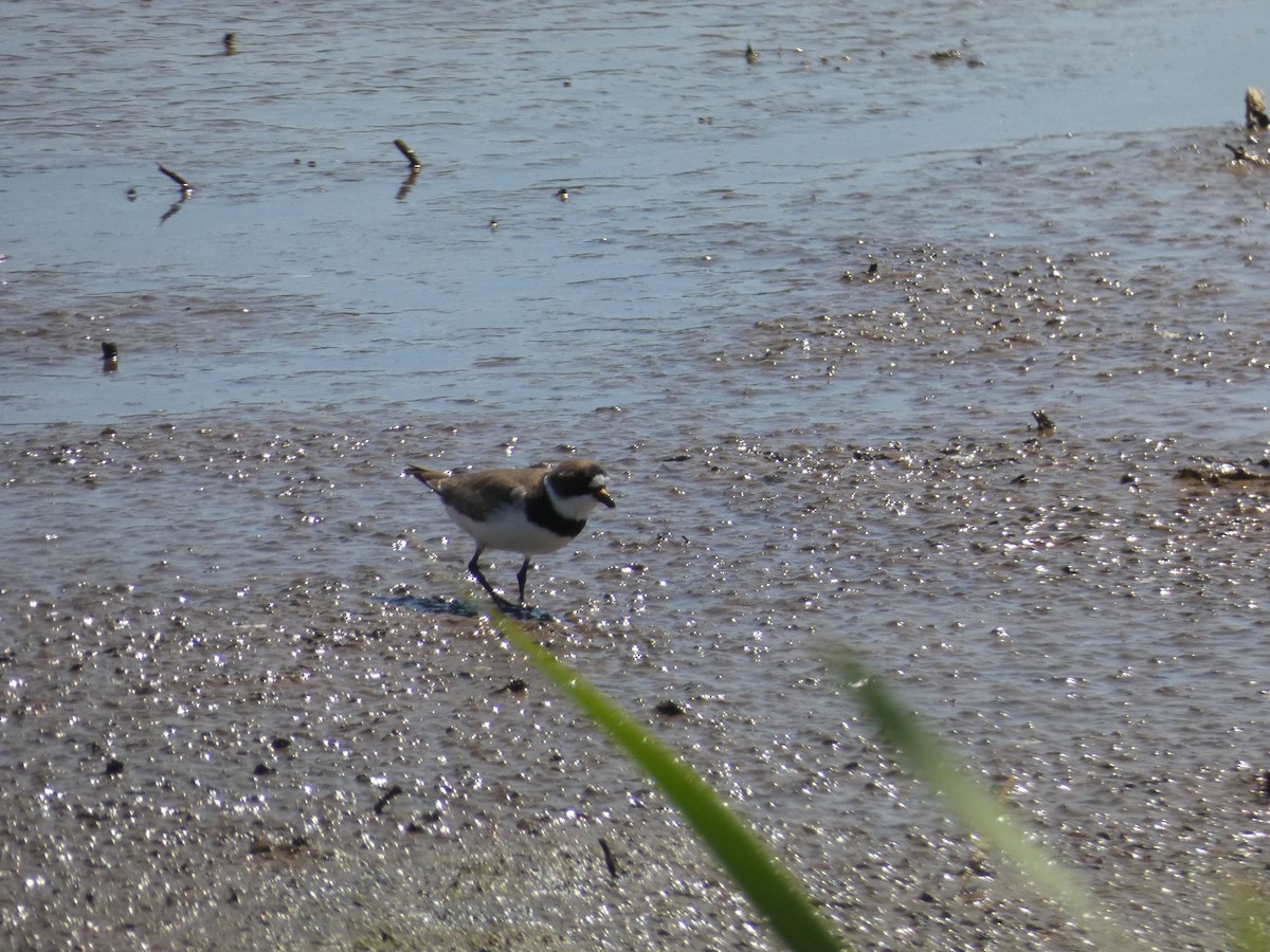 Semipalmated Plover - ML547432931