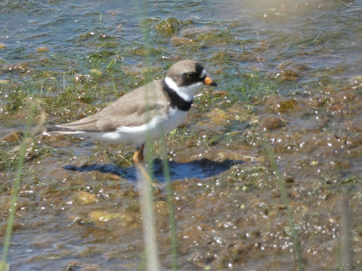 Semipalmated Plover - ML547433111