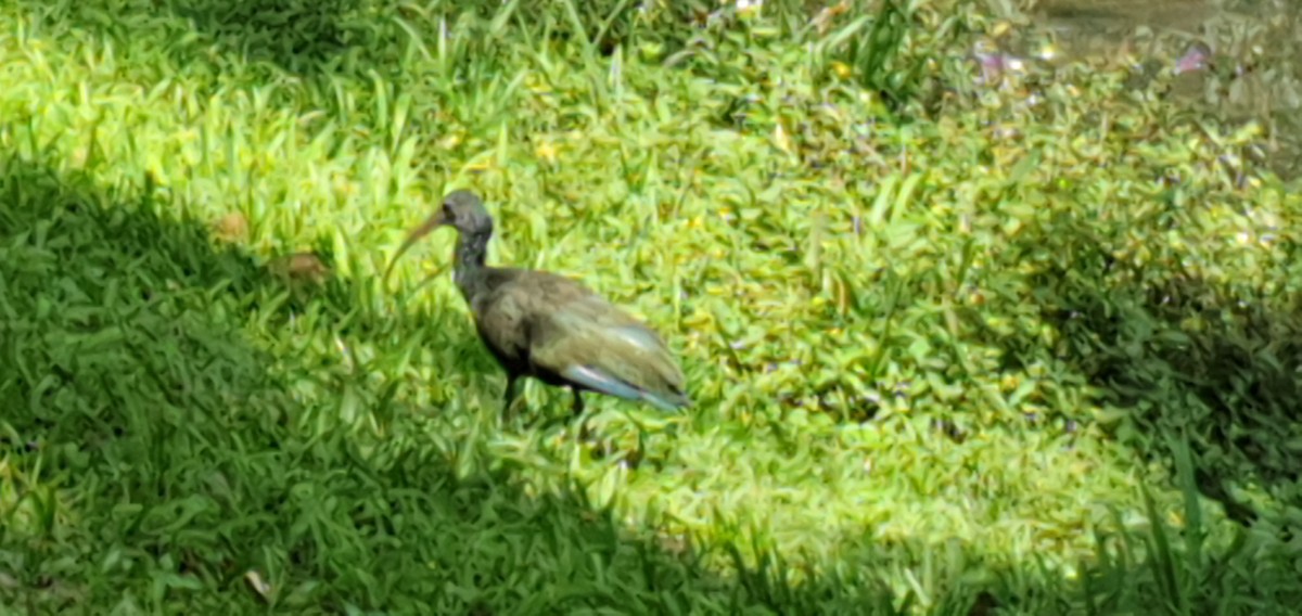 Ibis Verde - ML547433131