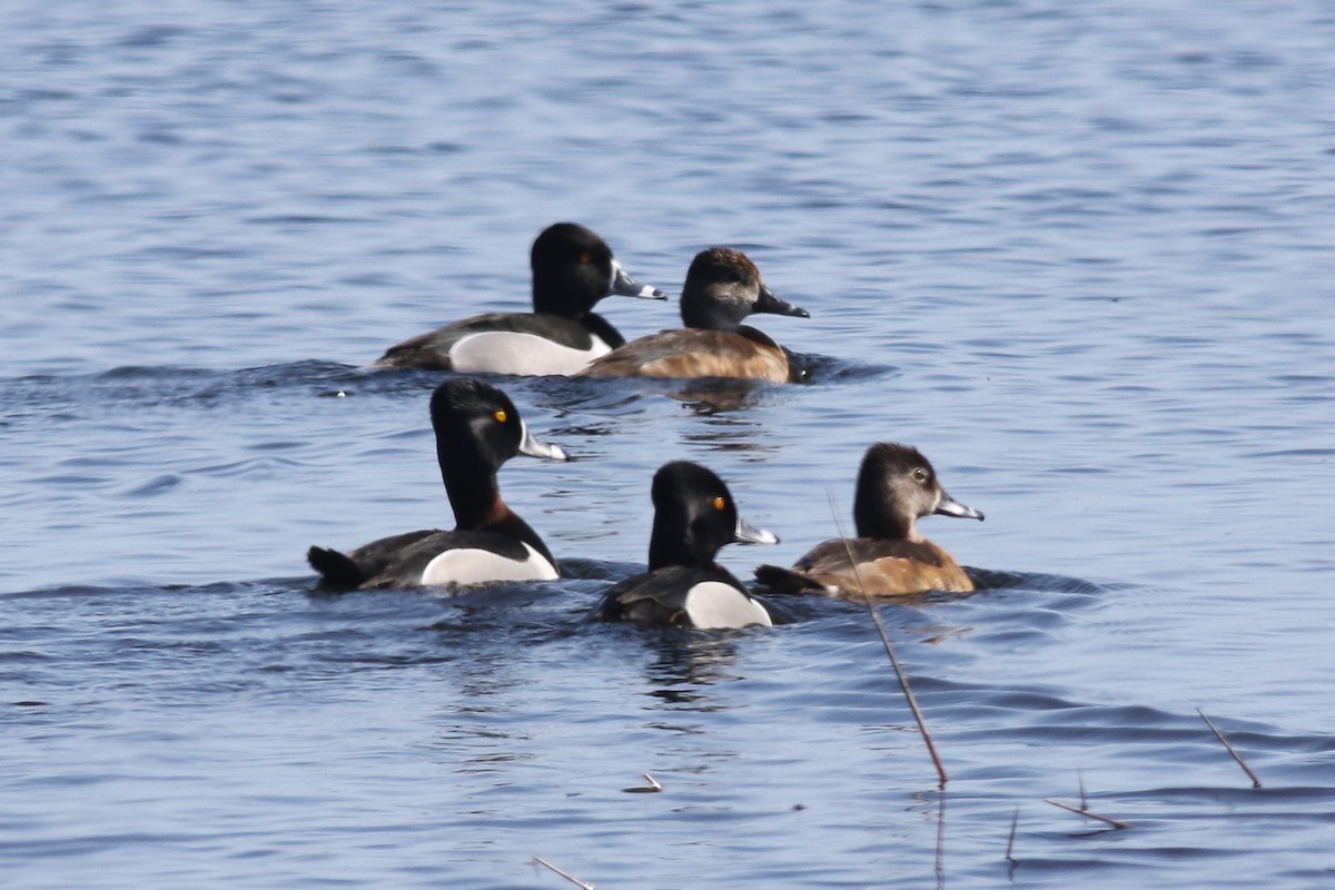 Ring-necked Duck - ML54743351