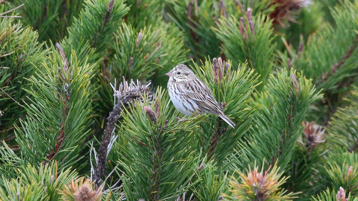 Savannah Sparrow - ML547433531