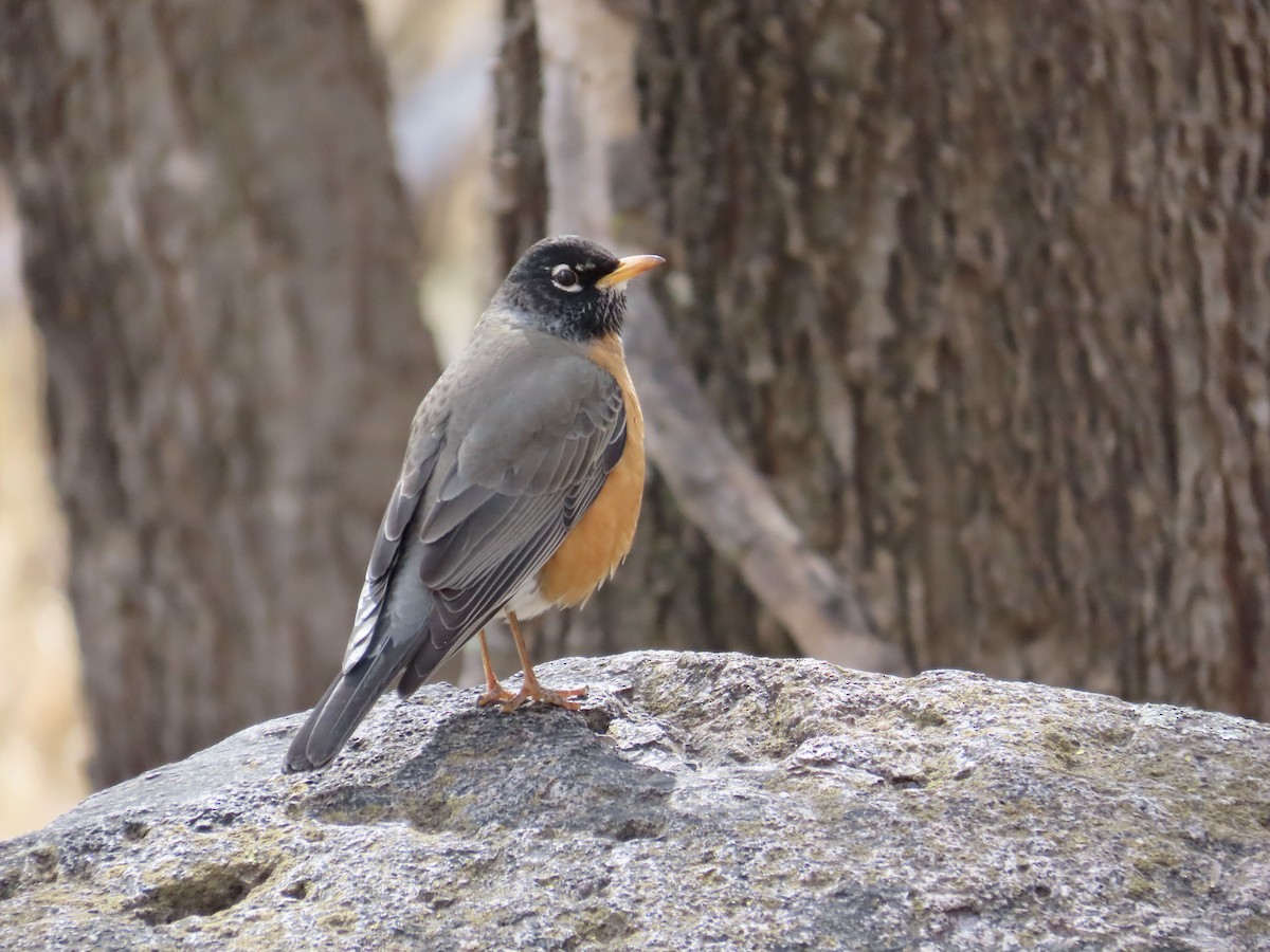 American Robin - ML547435051