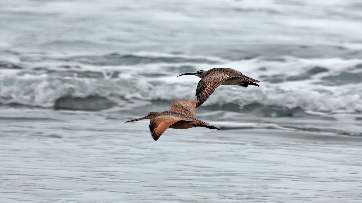 Regenbrachvogel - ML547435131