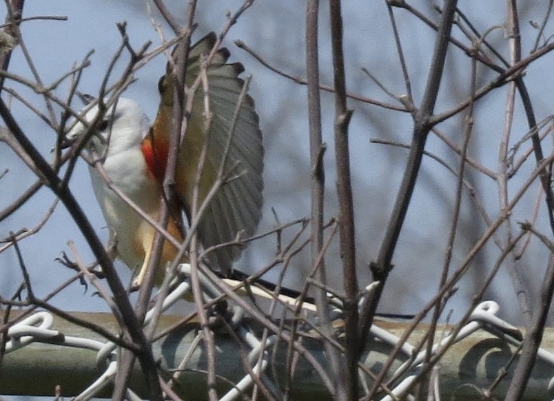 Scissor-tailed Flycatcher - ML54743551