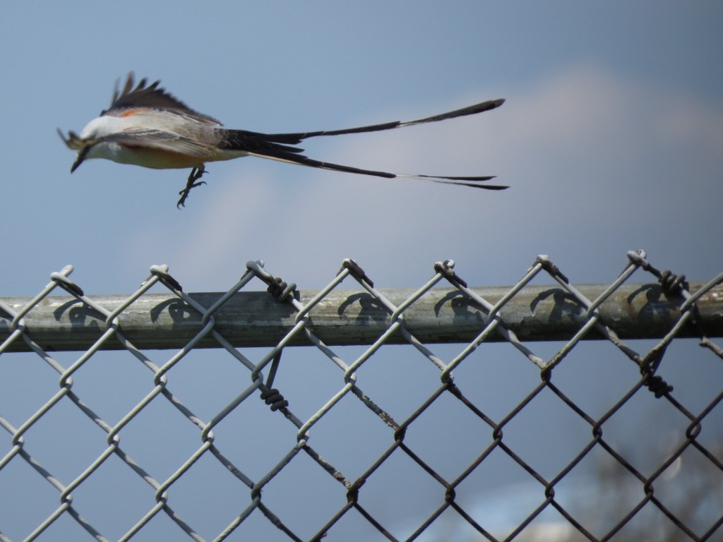 Scissor-tailed Flycatcher - ML54743561