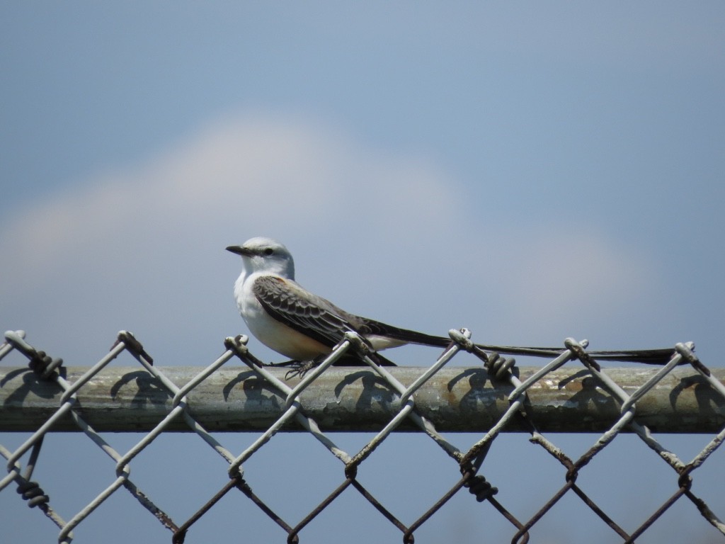 Scissor-tailed Flycatcher - ML54743571