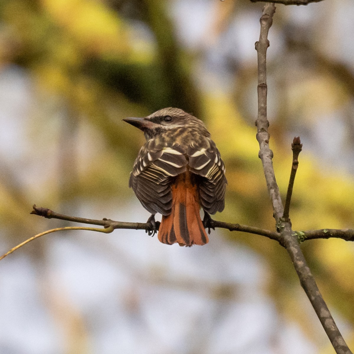 Sulphur-bellied Flycatcher - ML547436281