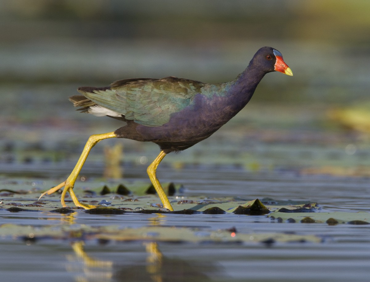 Purple Gallinule - Geoff Hill