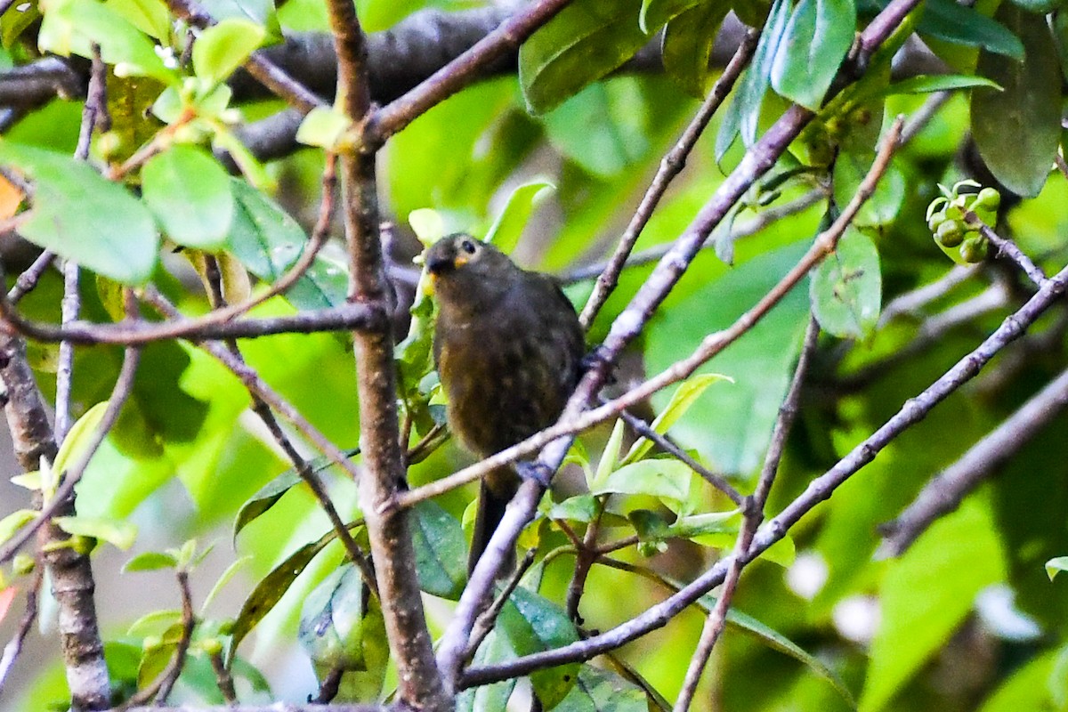 Marbled Honeyeater - ML547437191